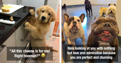 Precious Puppies and Dapper Dogs Do An Exceptional Job Making Humans Happy