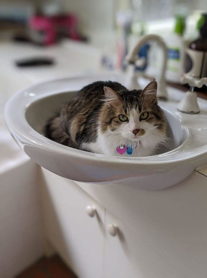 "*My Bathroom, Not My Cat* We Left The Garden Door Open And Juno (A Neighbour Cat) Snuck In And Made Herself At Home - Who Could Be Mad At That Face!!?"