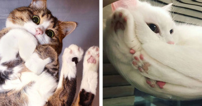 Images Showing Cat Owners Exactly Why They Should Own Glass Tables