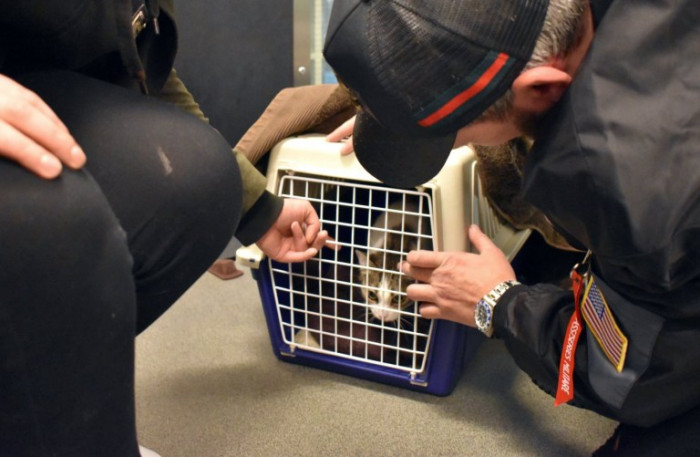 Close-up of the reunited kitty’s face, alert ears and whiskers.
