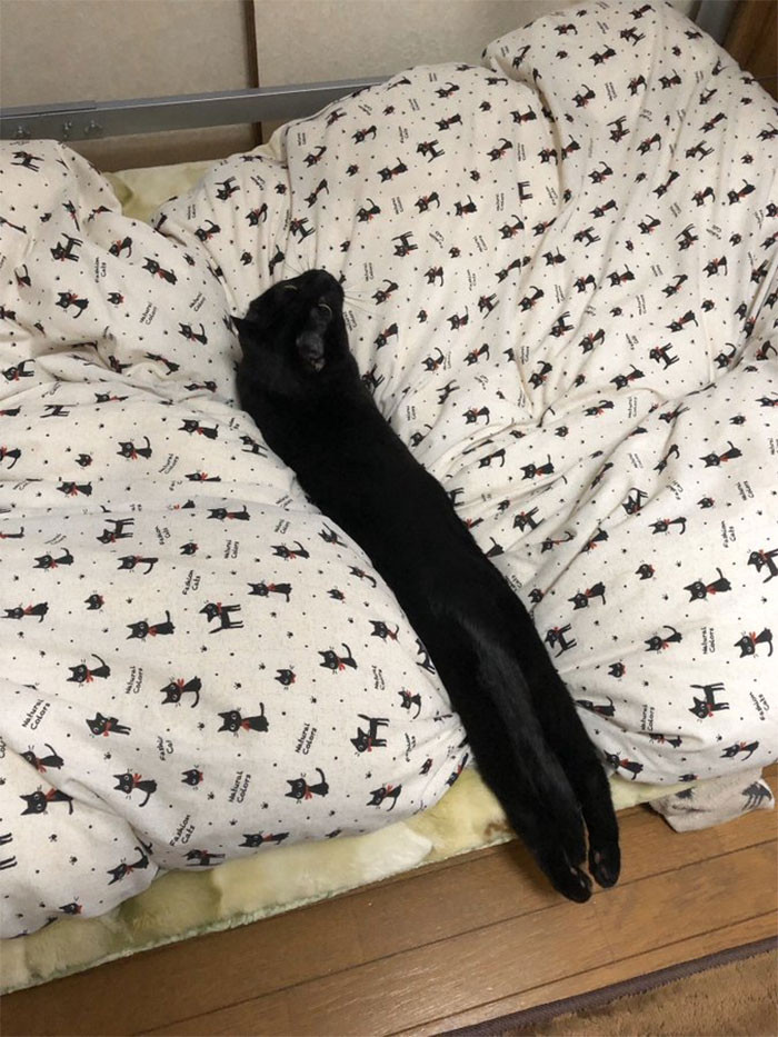 26. "Long Cat"
