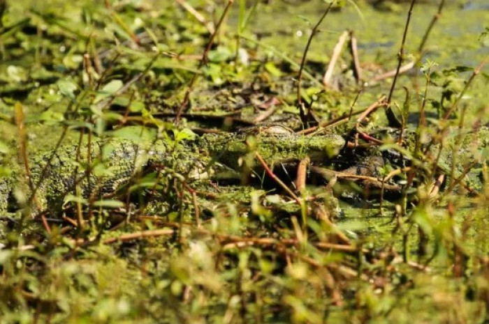 #2 This alligator managing to blend into its surroundings perfectly.