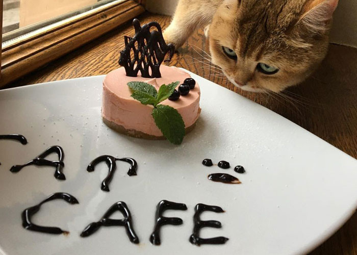 Cat Café Lviv has been bringing joy to cat loves for over six years.