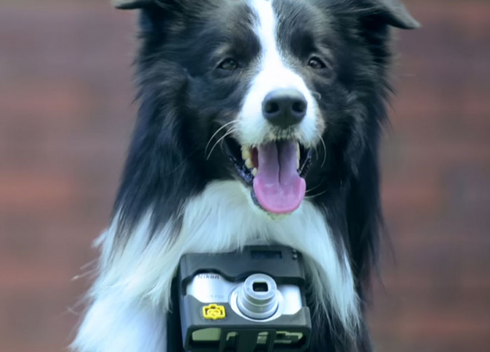 A heart rate monitor is attached on Grizzler's neck and a camera on his chest