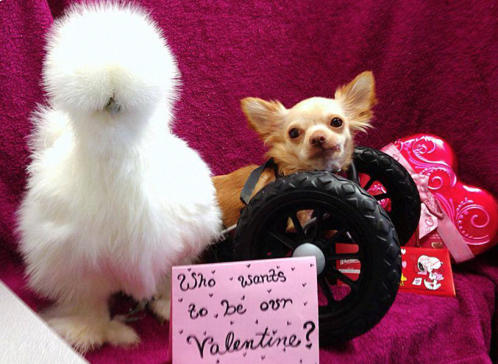 Who Wants to Be Their Valentine?!