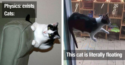 Ridiculous Cats Get A Kick Out Of Defying Physics