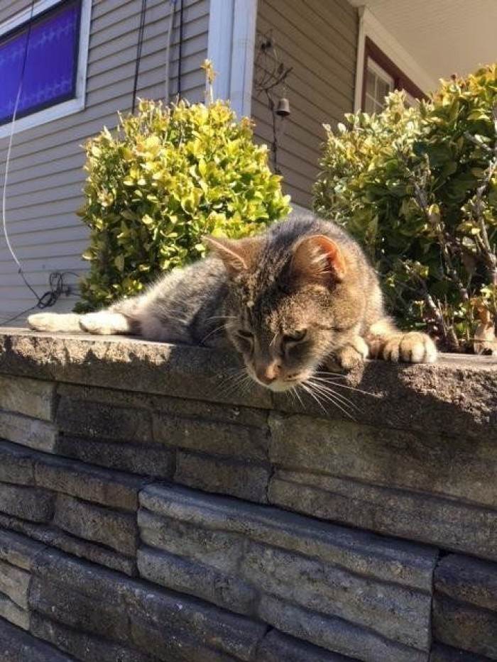 Shelter staff member holds a cat, preparing for a reunion call.