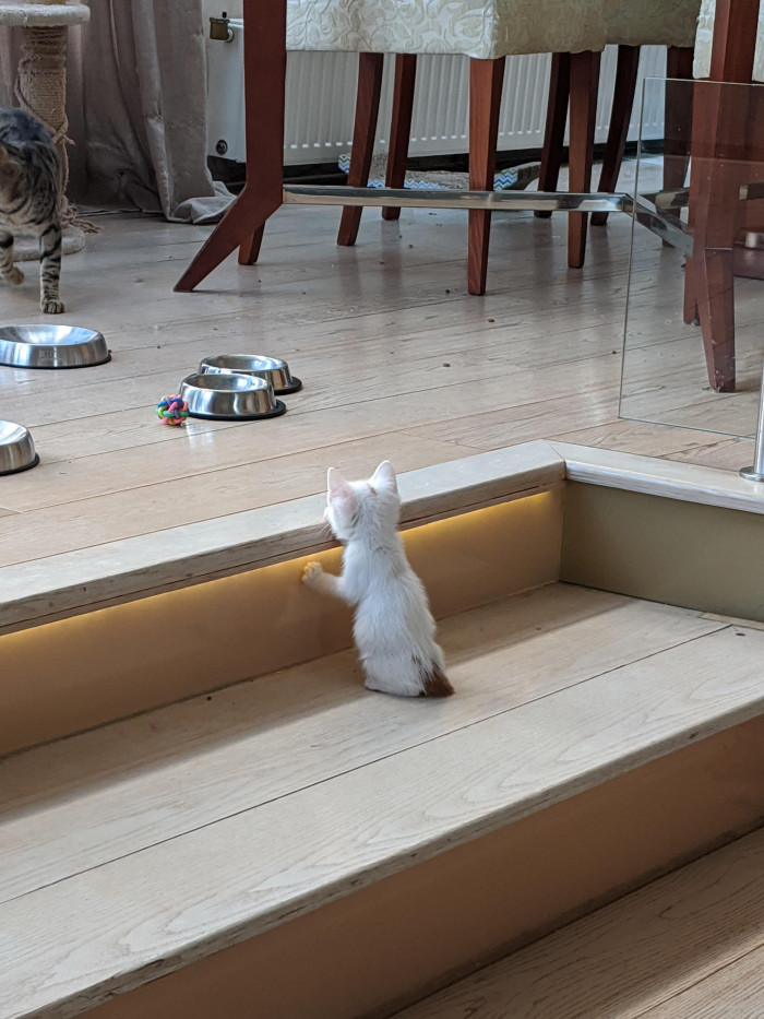 15. "Butterscotch watching the big cats play"