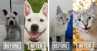 The Right Photo Can Get A Pet Adopted, and These Animals Are The Perfect Proof