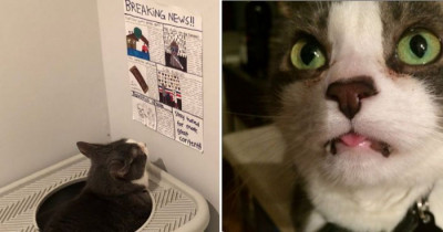 These Creative Kids Made Their Cat His Very Own Newspaper to Read While He Uses the Litterbox