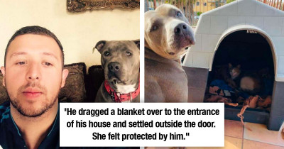 Pitbull Allows Pregnant Stray Cat To Have Babies In His Doghouse