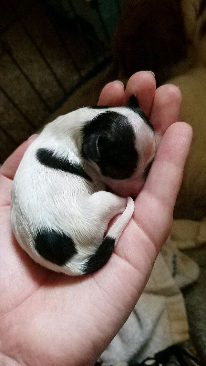 34. Puppy Fits Right In  My Hand