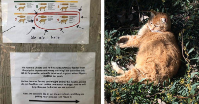 Physics Students Publicly Beg Other Students To Stop Feeding Campus Cat The Only Way Physics Students Would: With Science And Humor