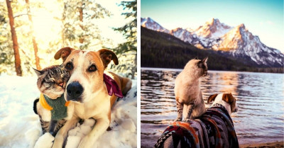 This Cat and Dog Became Travel Besties, and Their Travel Photos Are the Best Things Ever