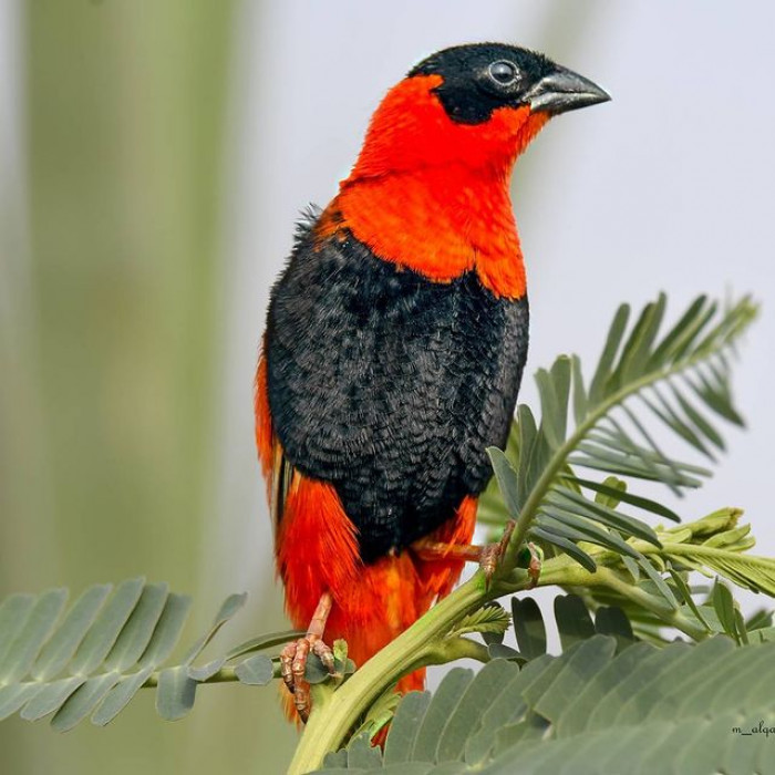 The bird appears to have a striking red jacket.