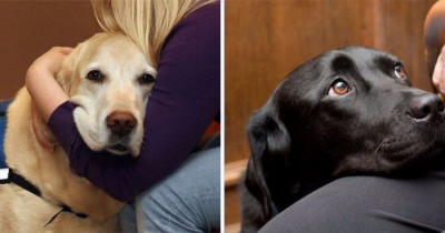 Courthouse Dogs Are Bringing Compassion To Victims Testifying In Court