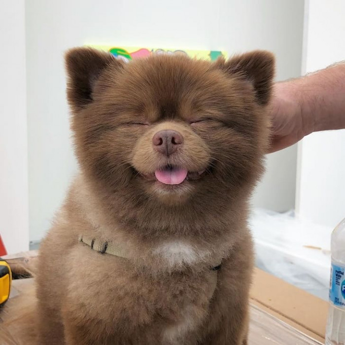 1. He just enjoys being petted.