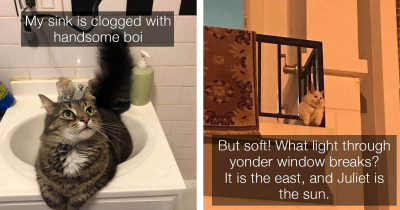 13 Of The Cutest Cat Posts You May Have Missed This Week