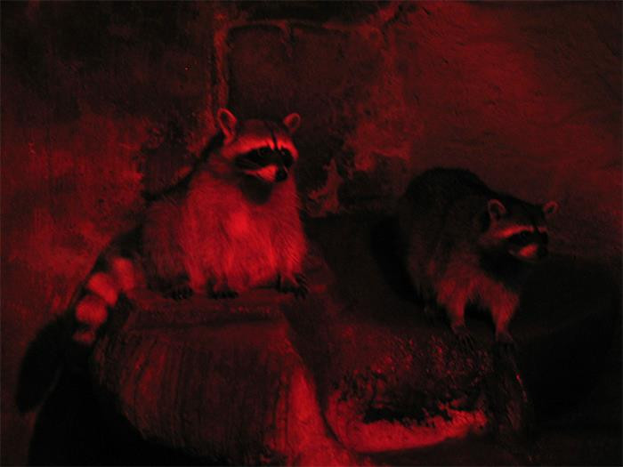 27. Raccoons can be a little creepy.