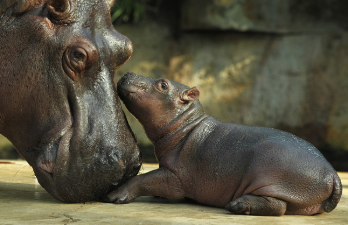 20. Mama and baby hippo