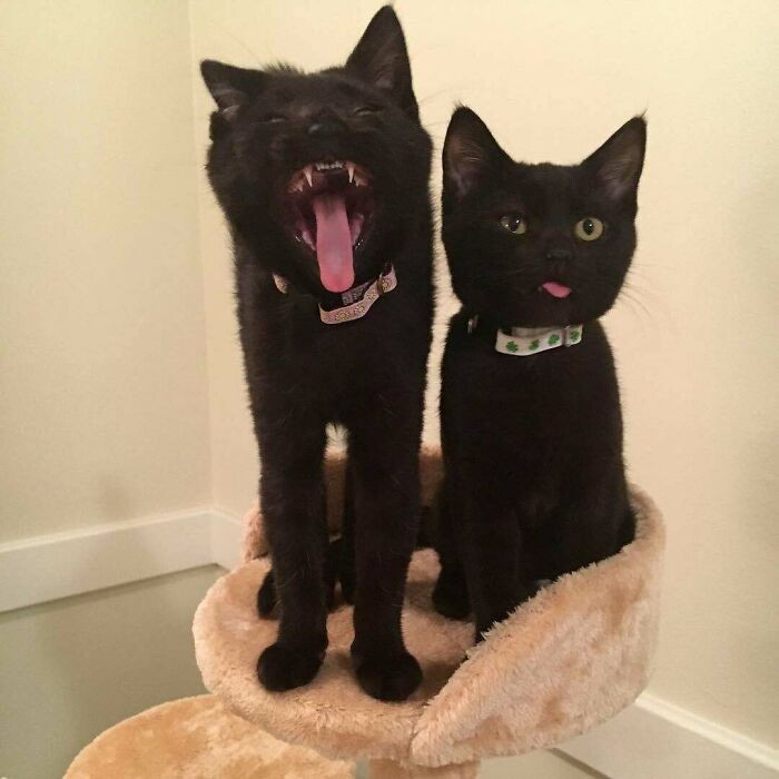 8. Everybody... Two black cats!