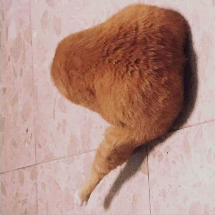 2. A cat? Or a chicken leg?
