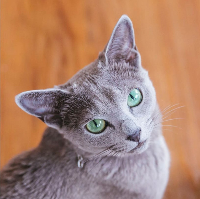 "She's also a very vocal and conversational cat..."