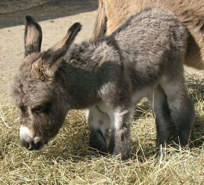 Checkin' out some hay