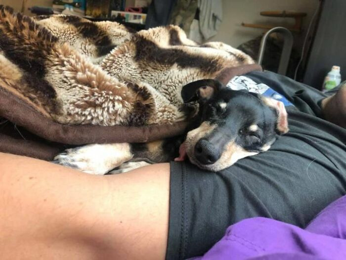 "Me: I’ll always have at least one dog."