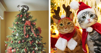 These Unexpected Holiday Dangers Are Important to Know If You Have Cats