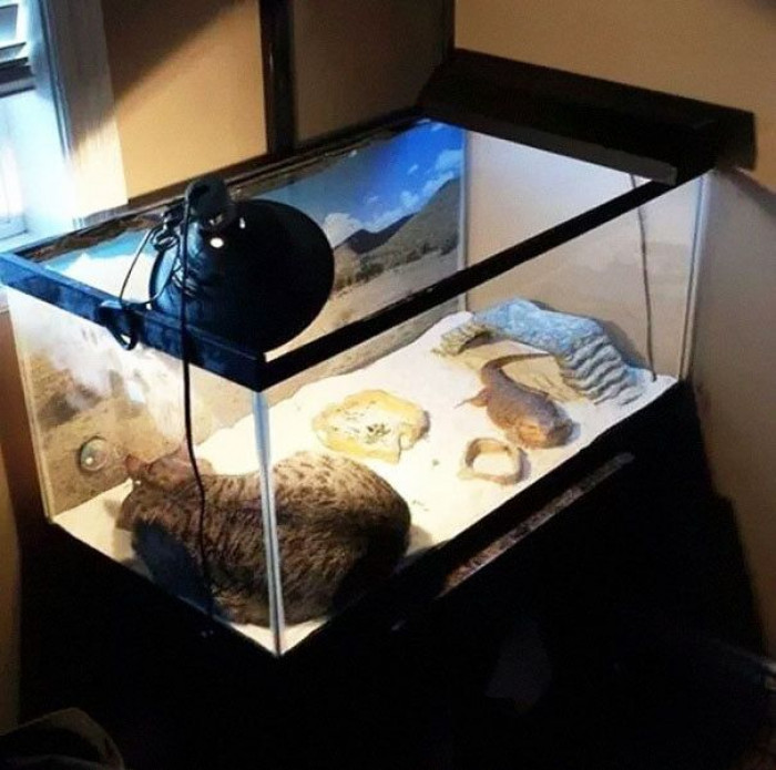 5. Can you find the intruder?