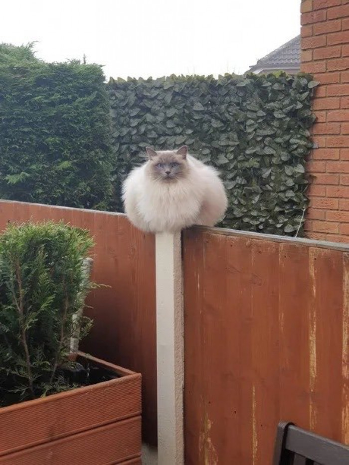 1. The big ball of fluff