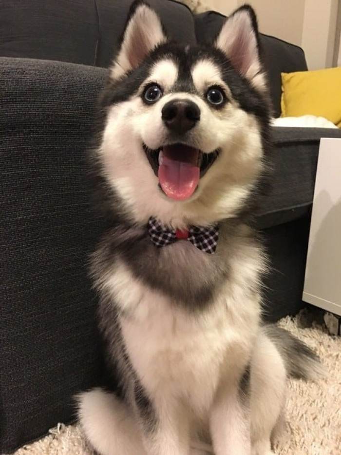Pomsky! Bowtie!