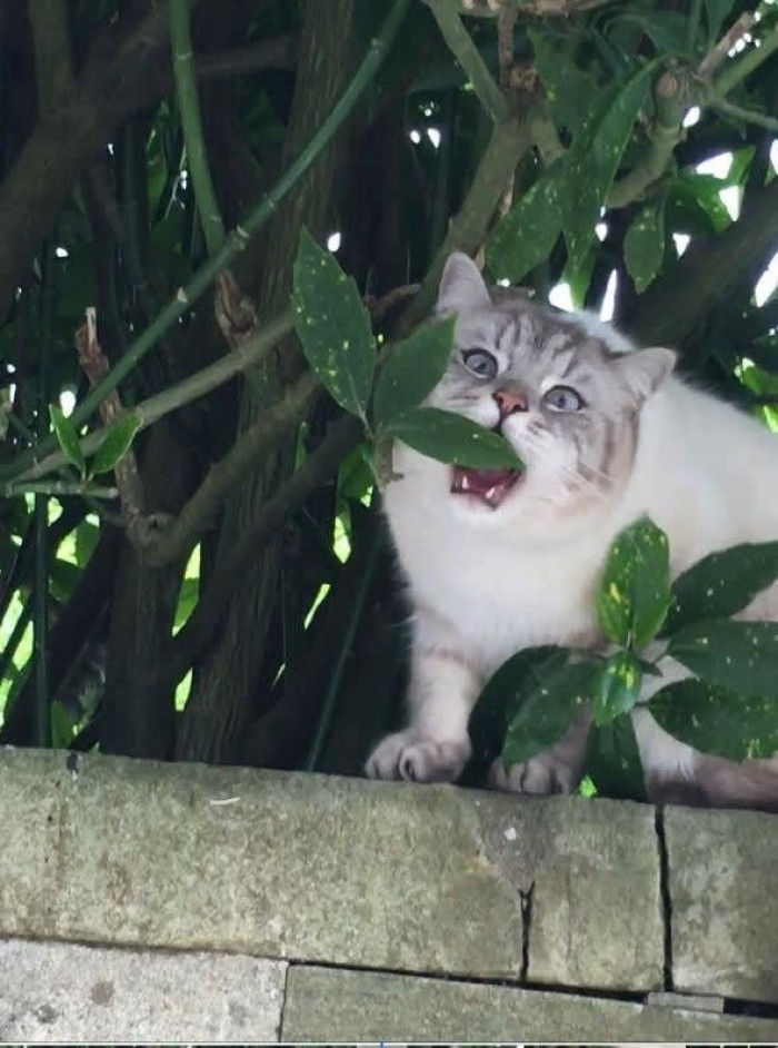 Oh LAWD he CHOMPIN'