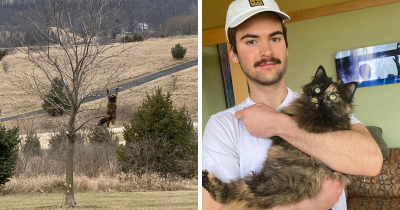 “Missing” Cat's Photo Goes Viral Because The Cat Ended Up Just Hanging Out On A Tree