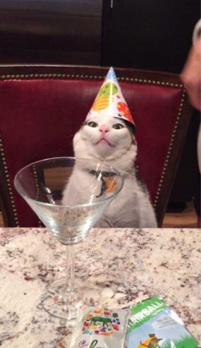 40. “Friend’s cat celebrating his 1st birthday…truly beautiful”