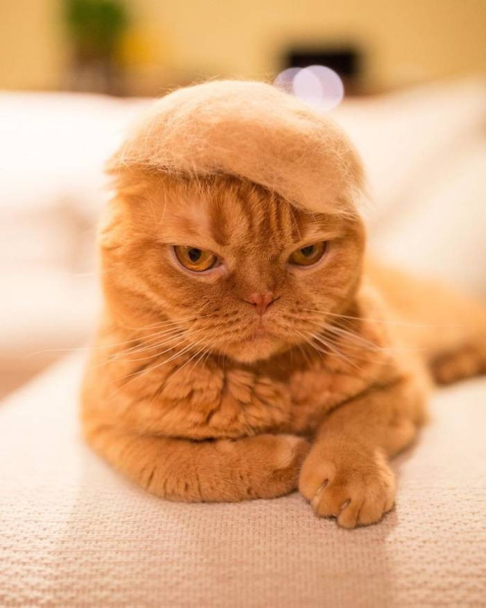 These 13 Photos of Cats in Hats Made From Their Own Fur Are Seriously