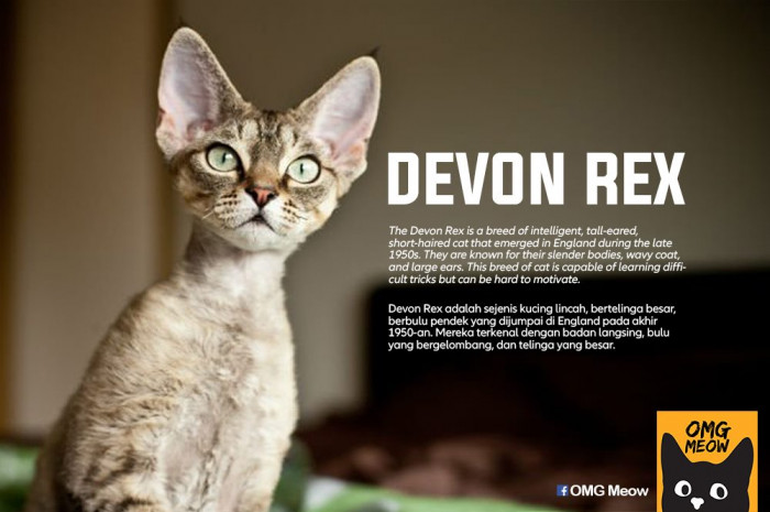 45. Devon Rex