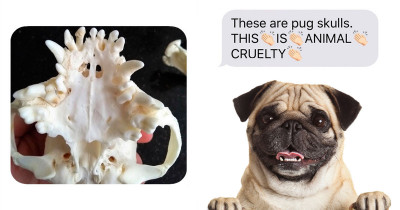 Pug Obsessed Guy Changes His Mind About Buying A Pug Because Of The Unusual Tactic His Friend Used