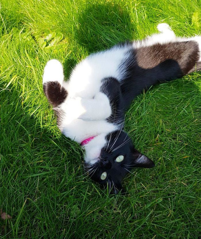 "This New Neighbor Has Been Coming To Visit Me Every Day For The Last 4 Days"