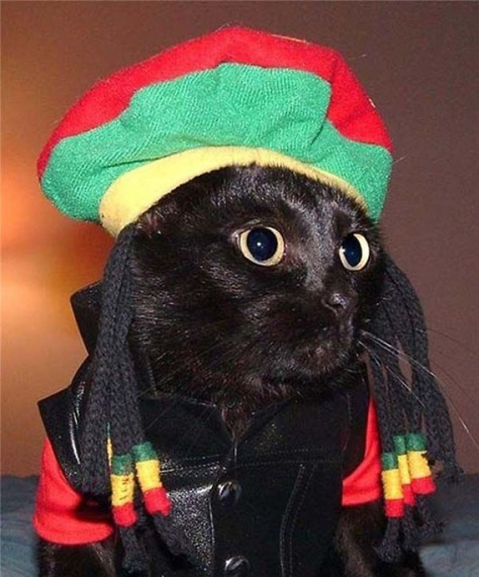 A purr-fect Bob Marley