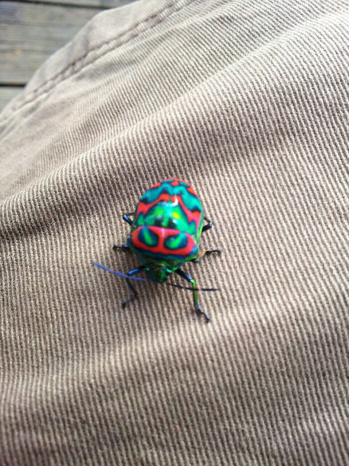 21. This Trippy Little Bug Is One Of The Coolest I've Seen