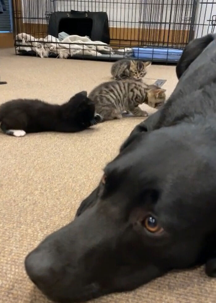 The Rachel and Bertie duo nursed the kittens until they could eat and use the litter box by themselves