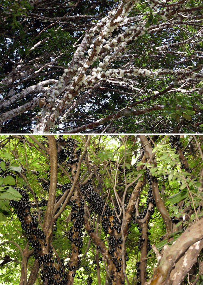 Jabuticaba