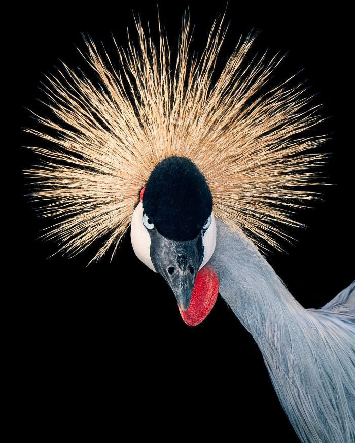 17. The Grey Crowned Crane