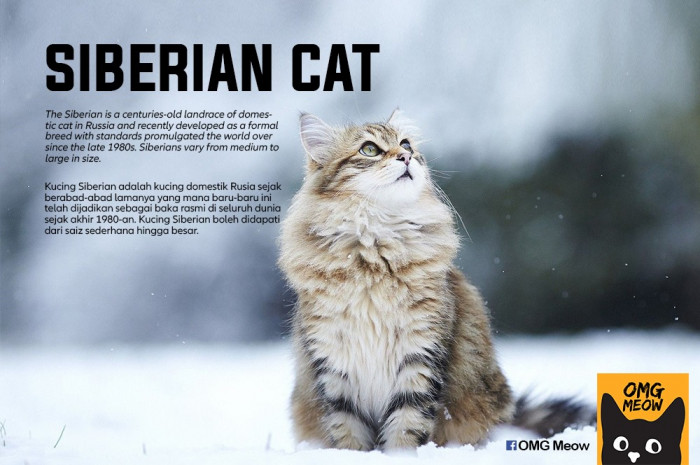 4. Siberian Cat