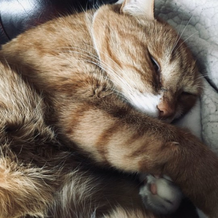 Earl the cat ignores work, belly rubs while sleeping on desk