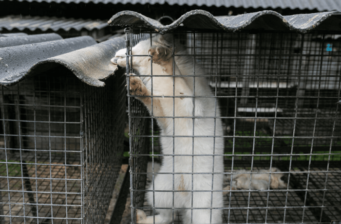 This fox tries to lick the water collected at a nearby cage’s roof because he is extremely thirsty.