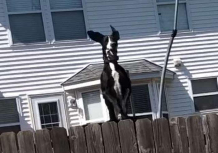 great dane jumping fence
