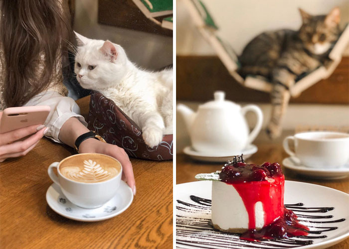 People can chill around with cats as they enjoy their coffee and dessert.